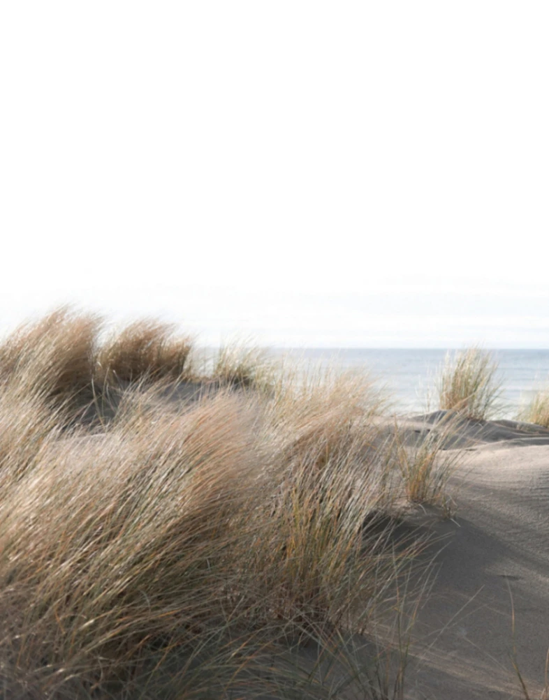 Fototapete Vlies Düne Meer Gräser Braun Grün Blau 47219 4 Fototapete Vlies Düne Meer Gräser Braun Grün Blau 47219 – Bild 2